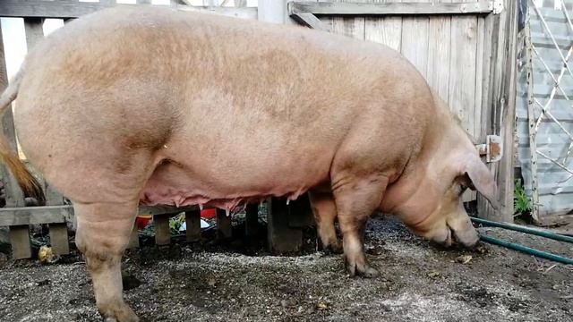 Матка породы Дюрок. 3.10.2023. 2/3 супоростности. 6 опоросом. смотреть онлайн