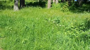 50 оттенков зелёного  под птичий  аккомпанимент.
