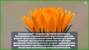 Травяной сбор при ГЕМОРРОЕ — состав и лечебное действ