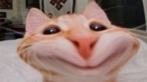 ПРИКОЛЫ С ЖИВОТНЫМИ ДО СЛЕЗ 2025 Смешные КОТЫ И СОБАКИ Приколы