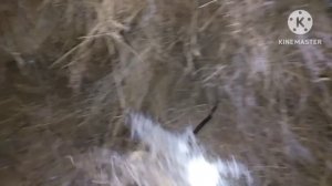 Жизнь в селе#Казахстан#Нужно ли выдаивать у коровы ост