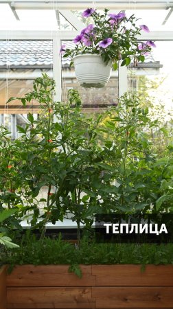 Как вам теплица? #ландшафт #ландшафтныйдизайн #сад #благоустройство #теплица #загороднаяжизнь