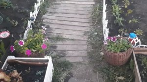 ВЫСАДИЛА ПЕРЦЫ И БАКЛАЖАНЫ