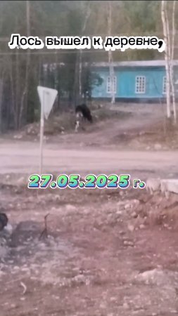 ЛОСЬ ИЛИ ЛОСИХА. ЗАГЛЯНУТЬ НЕ УСПЕЛ. #лось #природа #дикаяприрода