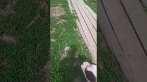 ЛУИДОР   #Шереметьевский   #приют
Знакомимся