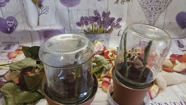 Укоренение розы из букета. Самый простой способ.