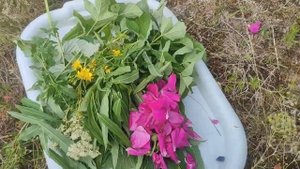 Сурица "Солнечный квас" за 10 минут. Процесс приготовле?