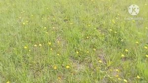 Китай кондор ZR ARMS M18, новый прицел и чутка пострелушек.