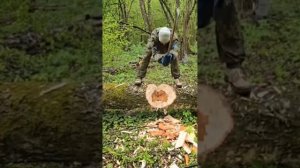 Топор Брянск, рубка берёзы #shorts