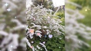 🌺 СПИРЕЯ 🌺 28 МАЯ 2025 г.🌺