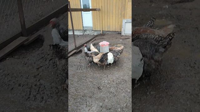 Доброе утро у курочек🐔