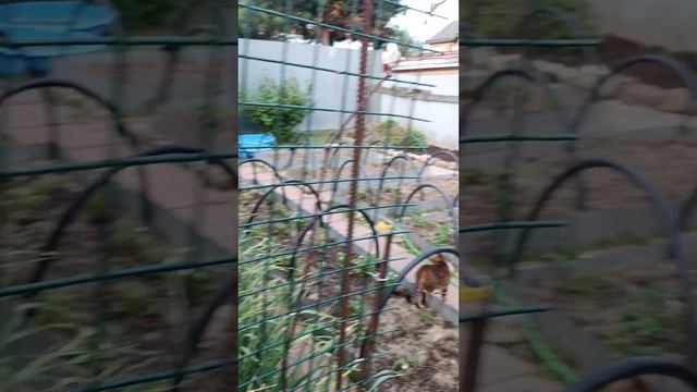 🧹🧺 Дела не заканчиваются Одна радость полив