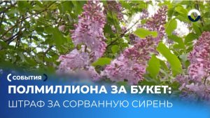 Почему букет сирени из парка может стать самым дорогим
