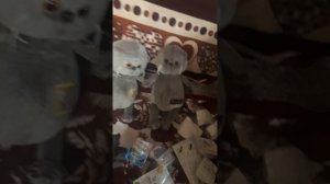 сырок и огурчик уезжает в город