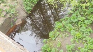 Чёрная речка. Выборгское шоссе.