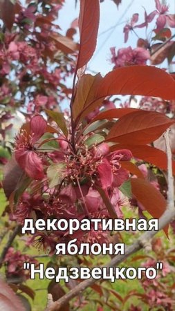 Яблони в цвету весны творенье.