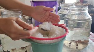 Морской рис или водный кефир-природный пробиотик