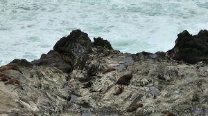 Музыка, которая делает любовь ещё прекраснее! - The Sounds of the Feral Brain -- Steve Combs -- Spea