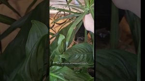 ☘️Когда нужно менять грунт у растений.