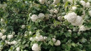 Цветение калины Бульденеж 27.05.25.