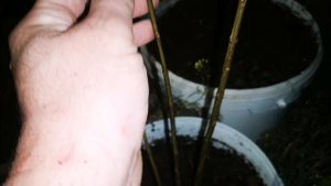 "Мой Садовод" ИП Жиглов - Крым. Аферисты!!! Рассада 2ч.