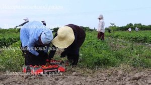 Клубничный сезон в Магарамкентском районе. 2023г