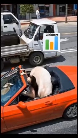 ПРЫЖОК В КАБРИОЛЕТ!!!/😂🤣🐷🐖