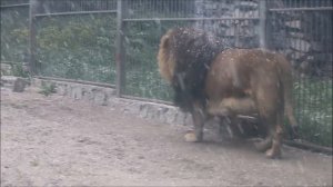 Львица запряталась от снега, а лев ходит смело 27.05.2025