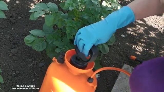 ЭФФЕКТИВНЫЙ  СПОСОБ  БОРЬБЫ  С  КОЛОРАДСКИМ ЖУКОМ БЕЗ ЯДОХИМИКАТОВ