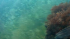 Одесса, Пляж Крыжановка, затонувшая баржа.