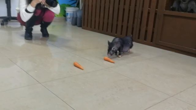 Пухля предсказал результат встречи Амур-Барыс смотреть онлайн