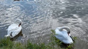Лебеди:))