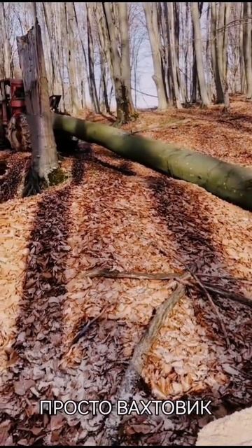 Тайга техника для лесозаготовки