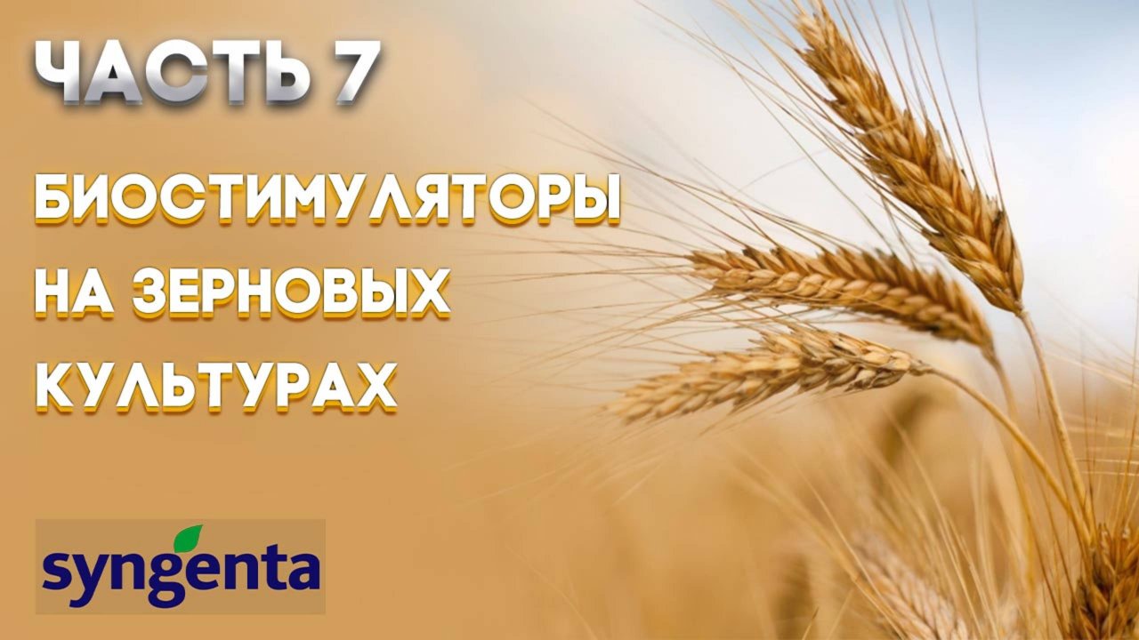 | ЗЕРНОВЫЕ ЧАСТЬ 7 | Биостимуляторы на зерновых культурах. Об эффективности их применения SYNGENTA