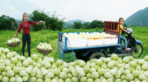 Собираю большое количество дынь, с дочкой. Сорта «Медовая» Для продажи на местном рынке.