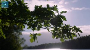 Обзор подушки Tempur Millenium