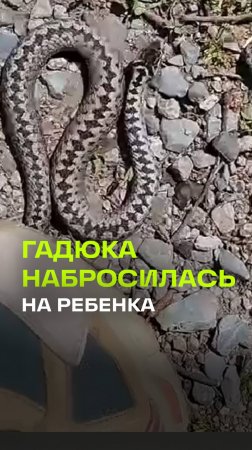 Гадюка укусила ребенка, снимавшего ее на видео. Челябинская область
