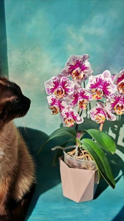Phal. Anmio Gentleman ‘AN-6608’ 🎩 Цветение азиатской орхидеи бабочки Анмио Джентльмен 🌺