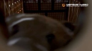 Медвежонок