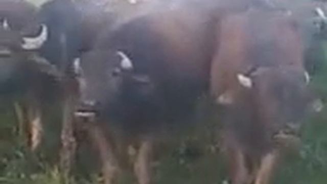 Заговорил с коровами на табасаранском смотреть онлайн