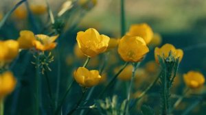 Лето Ах лето 40