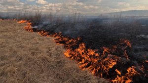 Столб едкого дыма: в Забайкалье лесной пожар приближается к поселку Букачача
