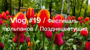 Vlog #19 / Фестиваль тюльпанов / Позднецветущие