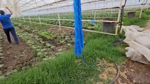 ст. Попутная Отрадненский Район. Огурцы и томаты