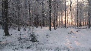 Красивый лес часть 38