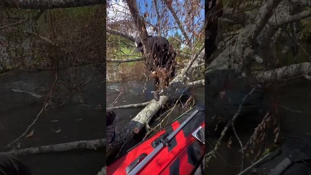 Сплав по реке Люлех gladiator e380pro tohatsu 9.9(18) смотреть онлайн