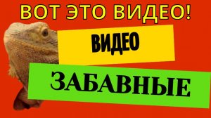 Забавные видео