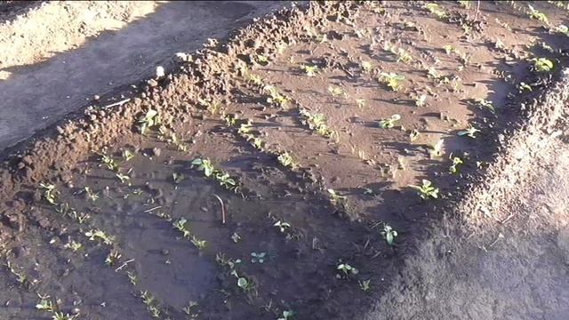 Взошла морковь без мульчирования грядки