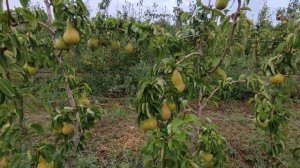 Груша Осень Буковины! Сорт груши, который никого не ос?