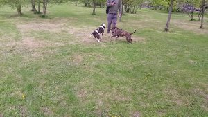 Стафф 7 мес и 1,5 года _20250429